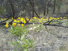 trailside colour